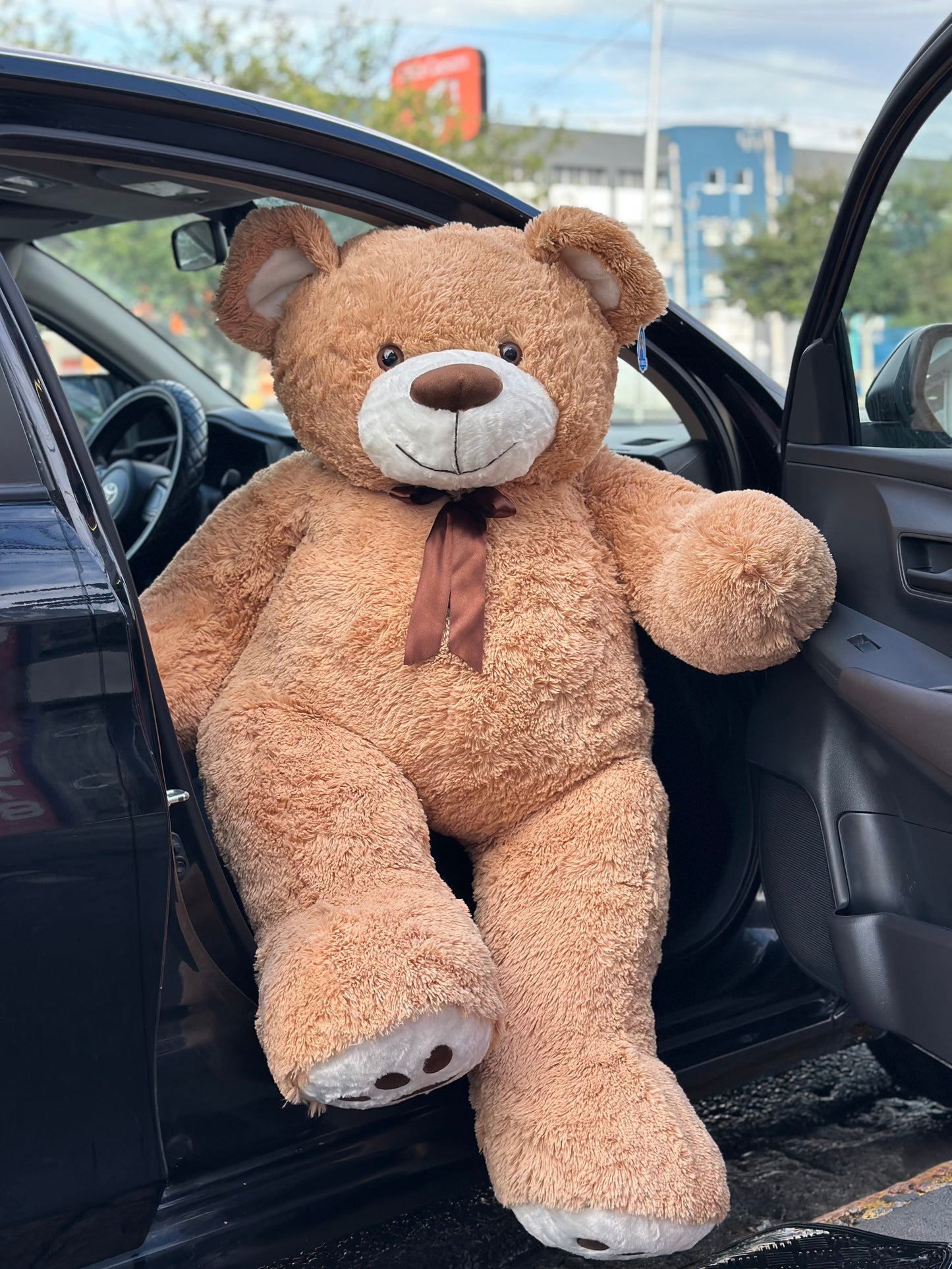 🧸 Teddy Buchón