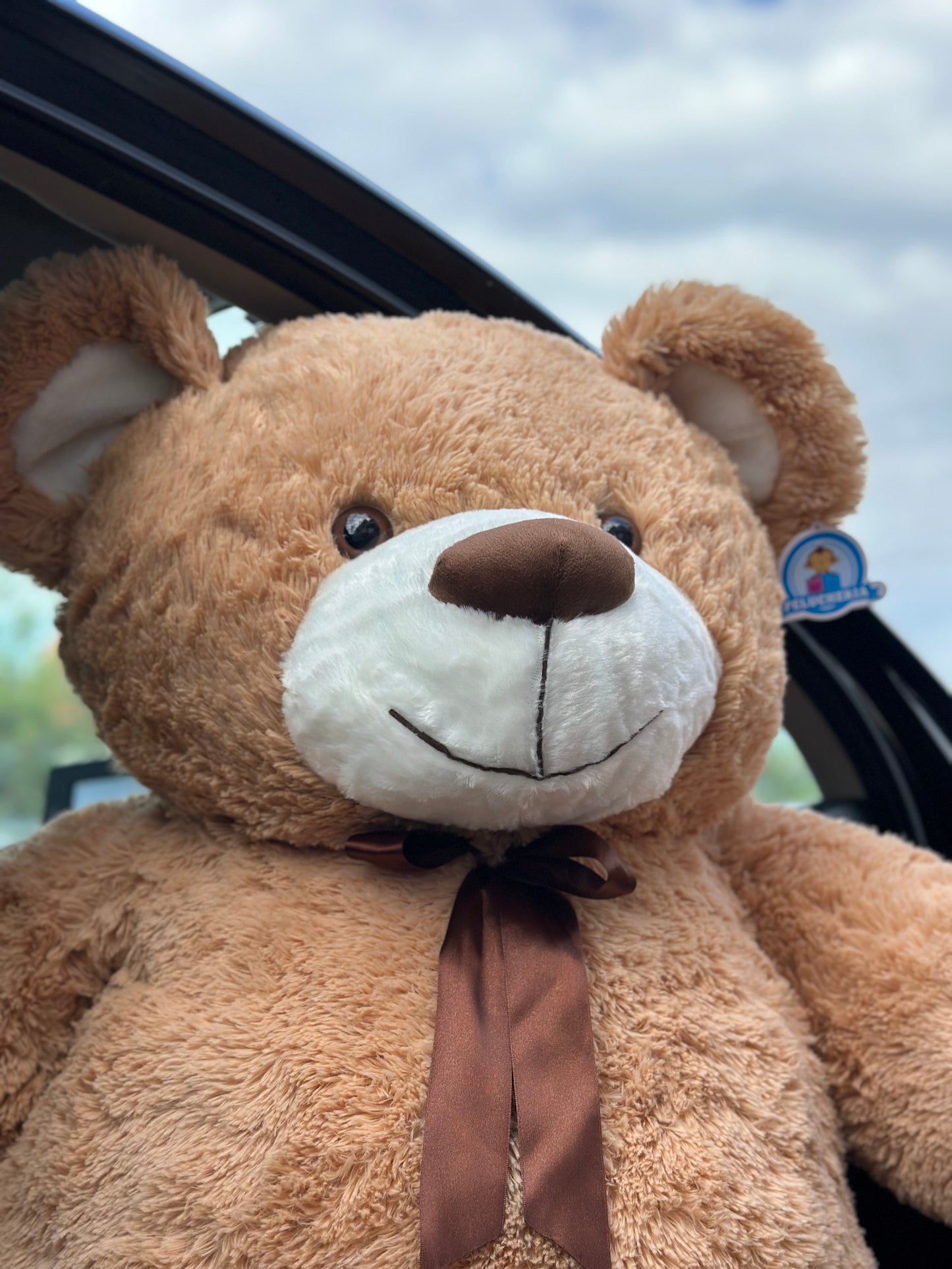 🧸 Teddy Buchón