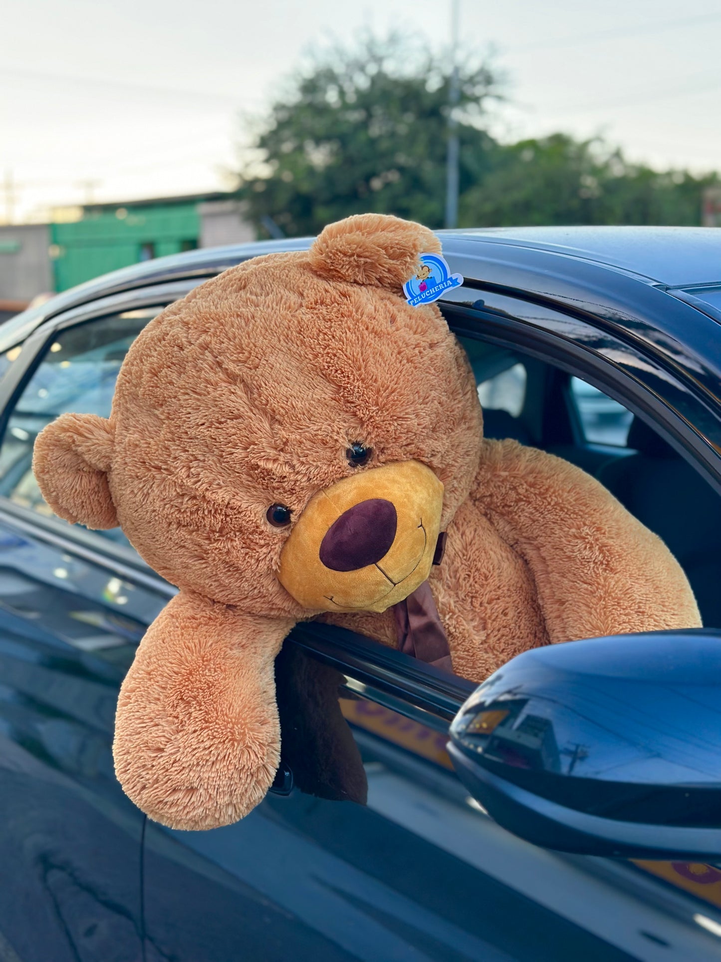 Oso GIGANTE