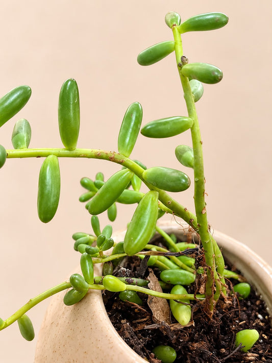 Planta de la Prosperidad 🌿