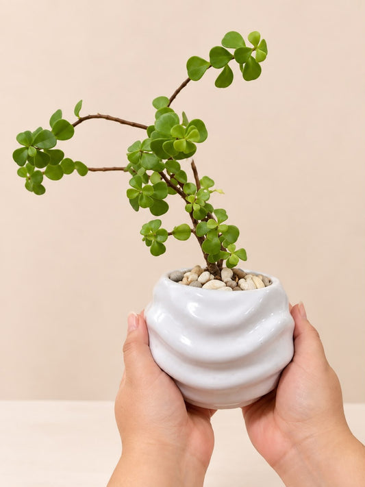 Planta de la Buena Fortuna 🌿
