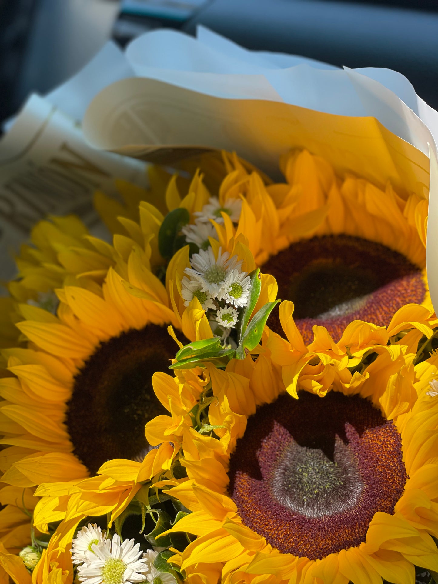 Catalina, hermosos girasoles