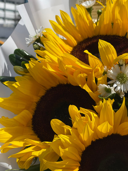 Catalina, hermosos girasoles