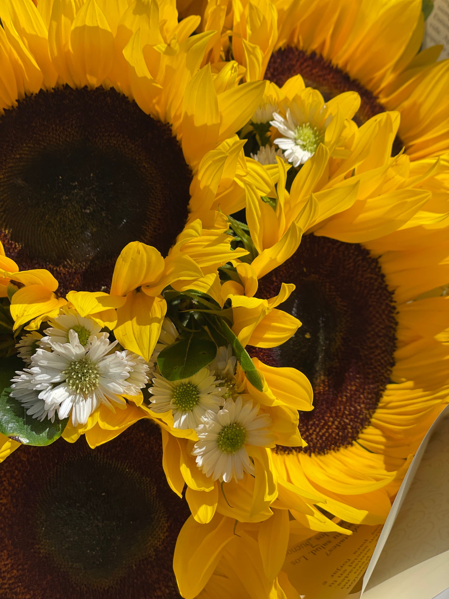 Catalina, hermosos girasoles