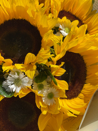 Catalina, hermosos girasoles