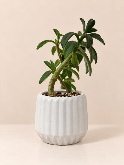 Planta de la Armonía 🌿