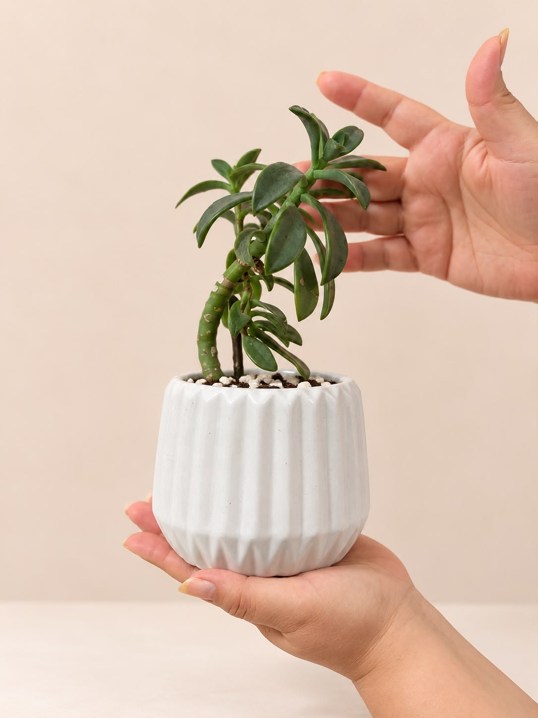 Planta de la Armonía 🌿