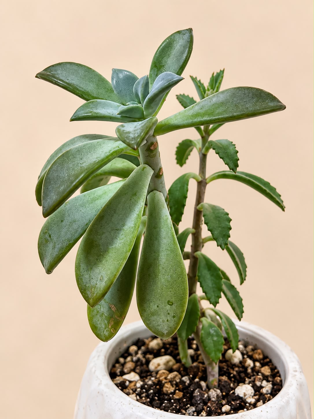 Planta de la Armonía 🌿