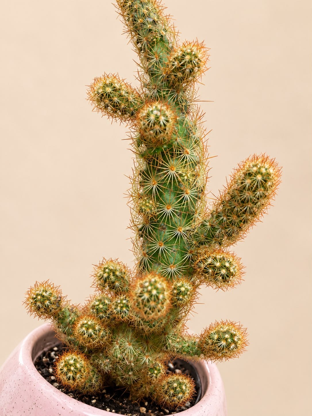 Cactus de la Fortaleza 🌵