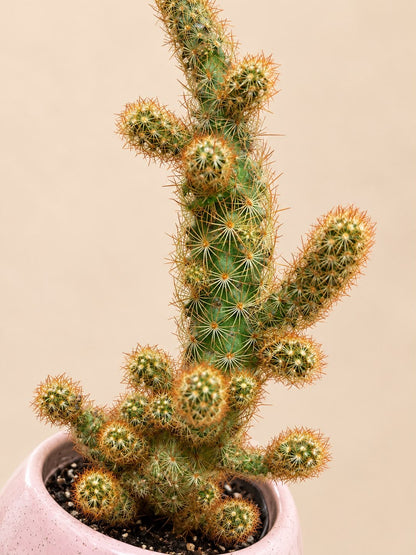 Cactus de la Fortaleza 🌵