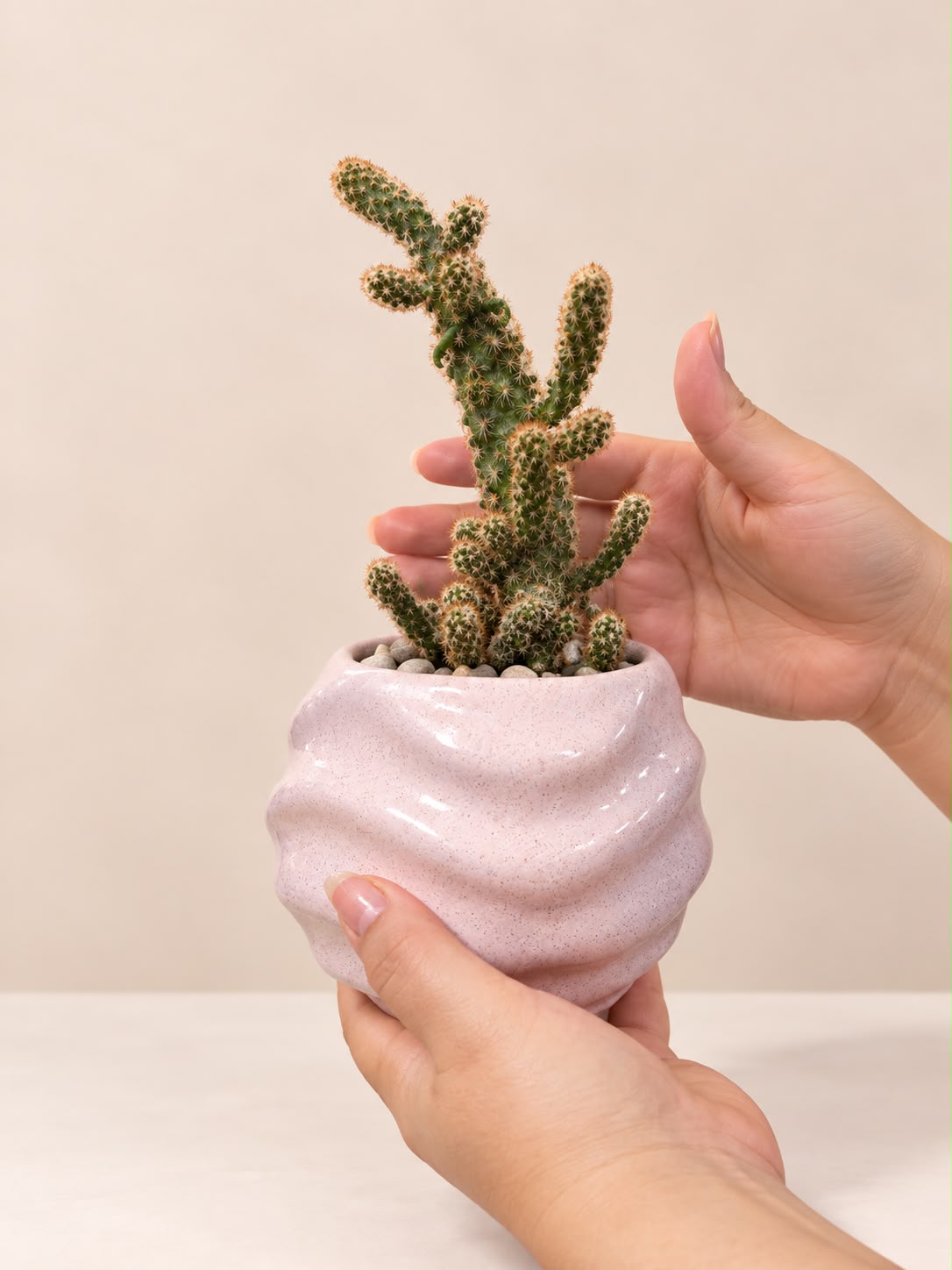 Cactus de la Fortaleza 🌵