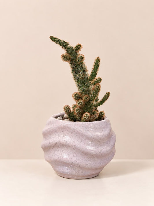 Cactus de la Fortaleza 🌵