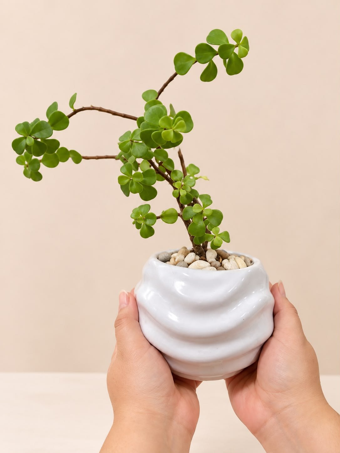 Planta de la Buena Fortuna 🌿