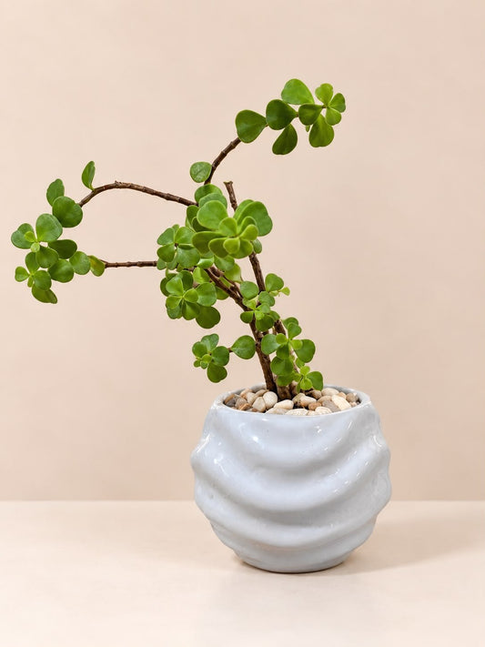 Planta de la Buena Fortuna 🌿