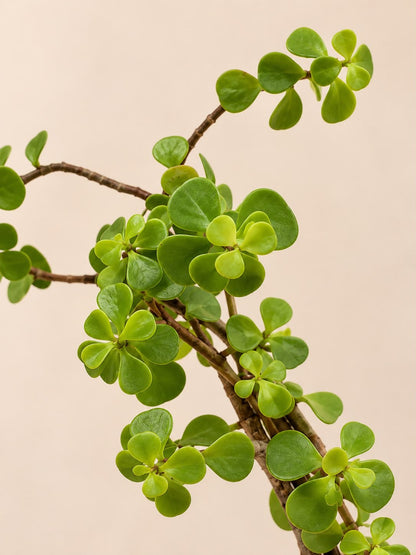 Planta de la Buena Fortuna 🌿