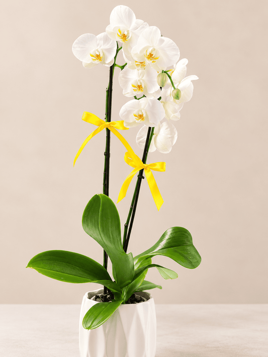 Orquídea Blanca, Elegancia y Nuevos Comienzos 🤍