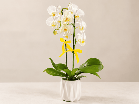 Orquídea Blanca, Elegancia y Nuevos Comienzos 🤍